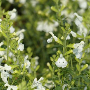 Salvia greggii Alba - Salvia de otoño