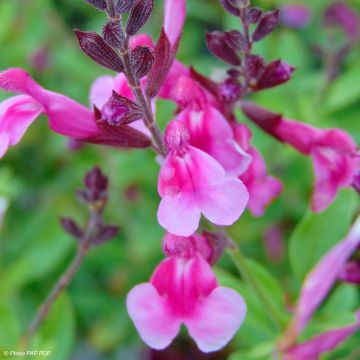 Salvia greggii Icing Sugar - Salvia de otoño