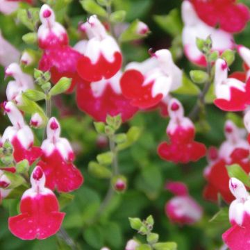 Salvia microphylla Little Kiss - Salvia rosa