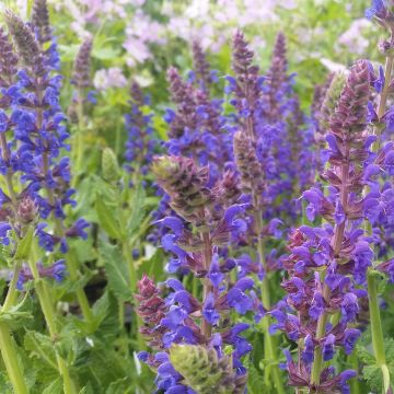 Salvia nemorosa April Night