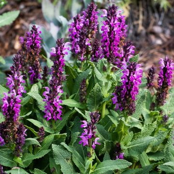 Salvia nemorosa Bumbleberry