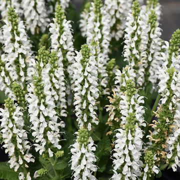 Salvia nemorosa Bumblesnow