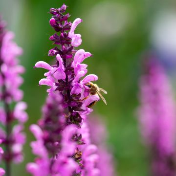 Salvia sylvestris Lyrical Rose