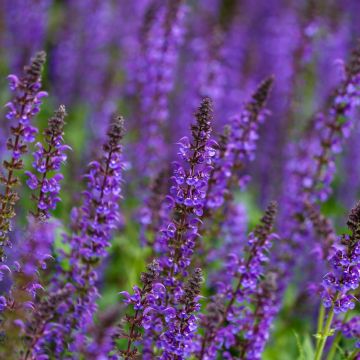 Salvia nemorosa Mainacht