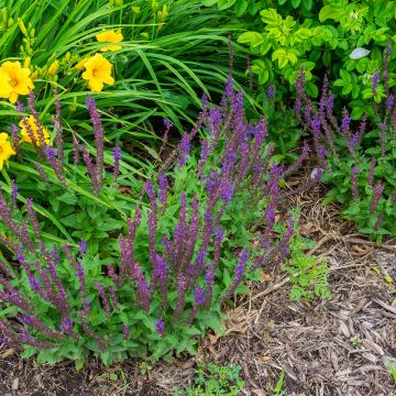 Salvia nemorosa Marcus