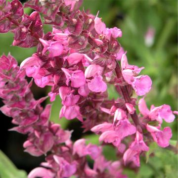 Salvia nemorosa Rose Queen