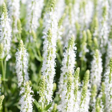 Salvia nemorosa Salute White