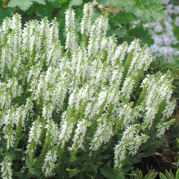 Salvia nemorosa Sensation White