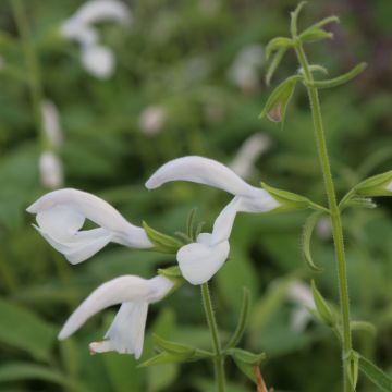 Salvia White Trophy - Salvia patens