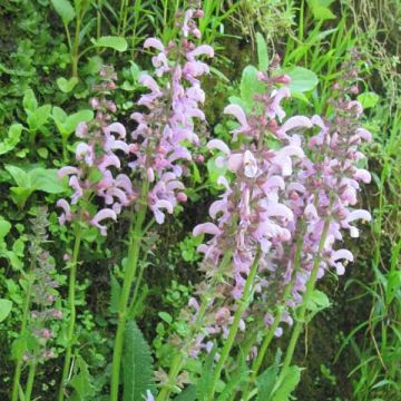 Salvia pratensis Pink Delight - Salvia de prados