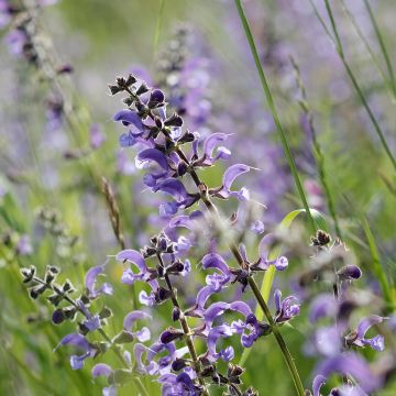 Salvia pratensis Sky Dance - Salvia de prados