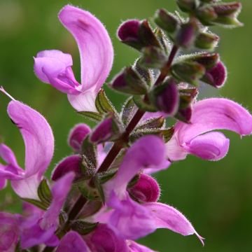 Salvia pratensis Sweet Esmeralda - Salvia de prados