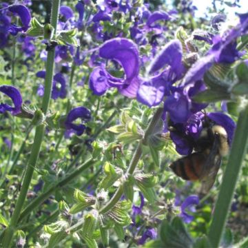 Salvia pratensis Twilight Serenade - Salvia de prados