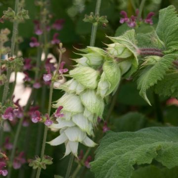 Esclarea Vatican White - Salvia sclarea