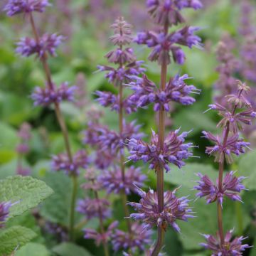 Salvia verticillata Endless Love