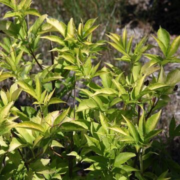 Saúco negro Aurea - Sambucus nigra