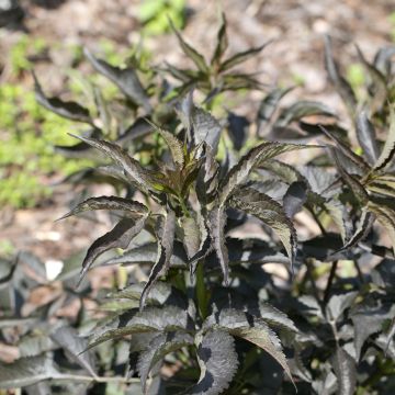 Saúco negro - Blue Sheen - Sambucus nigra