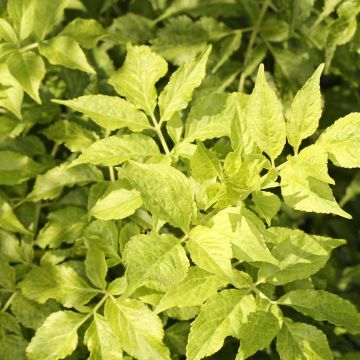 Saúco negro Luteovariegata - Sambucus nigra