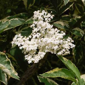 Saúco negro Madonna - Sambucus nigra