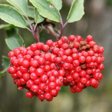 Saúco rojo - Sambucus racemosa