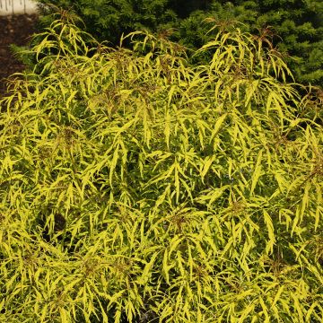 Saúco rojo Goldenlocks - Sambucus racemosa