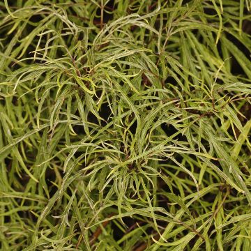 Saúco rojo Tenuifolia - Sambucus racemosa