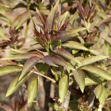 Sambucus tigranii - Saúco