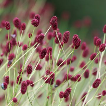 Sanguisorba officinalis Arnhem