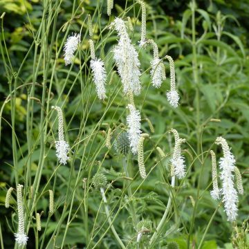 Sanguisorba tenuifolia Alba