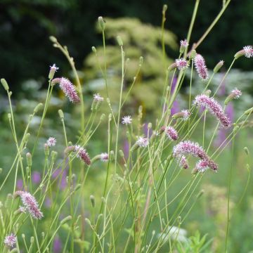 Sanguisorba tenuifolia var. purpurea