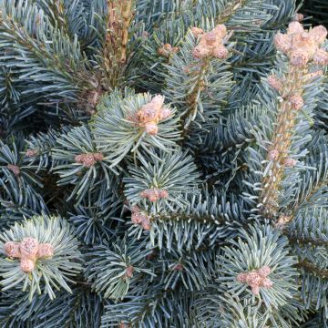 Abies lasiocarpa var. arizonica Compacta