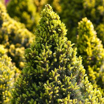 Picea glauca Sun on the Sky - Pícea blanca