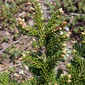 Picea orientalis Jewel