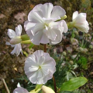 Saponaria officinalis Alba Plena - Saponaria