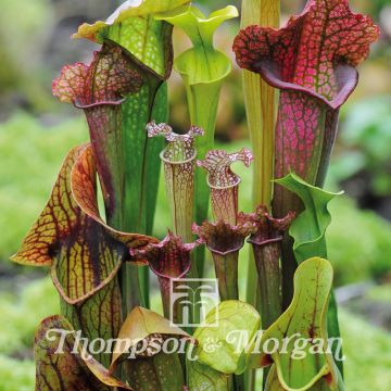 Sarracenia New Hybrids - Sarracena