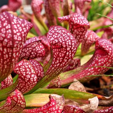 Sarracenia Scarlet Belle - Sarracénie, plante carnivore