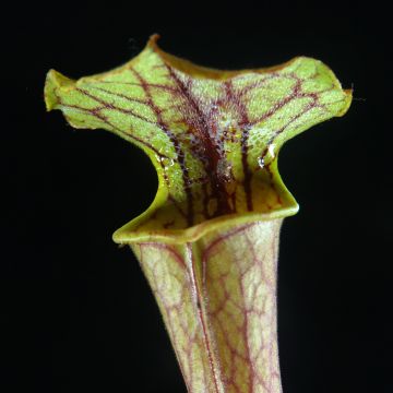 Sarracenia Tygo - Sarracénie, plante carnivore