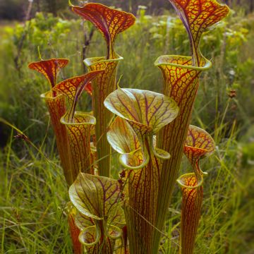 Sarracenia flava ornata Super Ornata - Sarracénie, plante carnivore