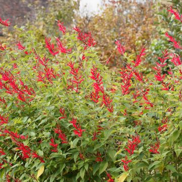 Salvia piña Ananas