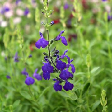 Salvia microphylla Blue Note - Salvia Rosa