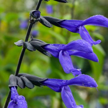 Salvia guaranitica Black and Blue - Salvia azul