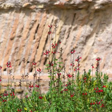 Salvia microphylla Royal Bumble - Salvia rosa