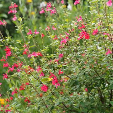 Salvia microphylla grahamii