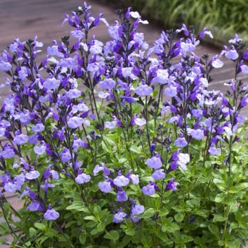 Salvia microphylla So Cool Pale Blue - Salvia rosa