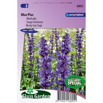 Salvia farinacea Blue Plus - Salvia azul