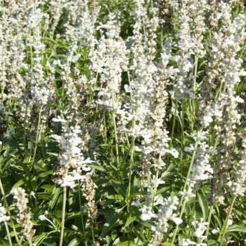 Salvia farinacea Cirrus - Salvia azul