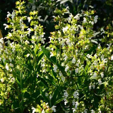 Salvia real Albiflora