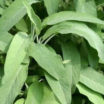 Salvia real Elephant Ear