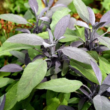 Salvia real Purpurascens