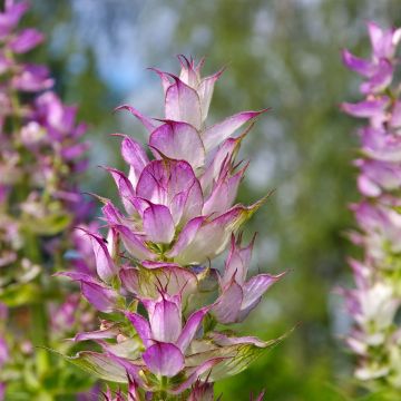 Esclarea - Salvia sclarea